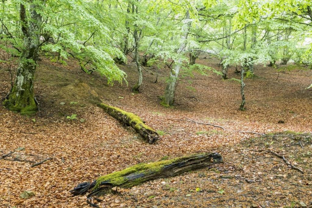 Los Molinos - Atico En Montana De Asturias فيليتشوسا المظهر الخارجي الصورة